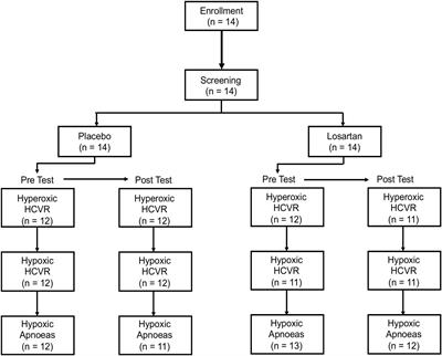 Angiotensin II-Type I Receptor Antagonism Does Not Influence the Chemoreceptor Reflex or Hypoxia-Induced Central Sleep Apnea in Men